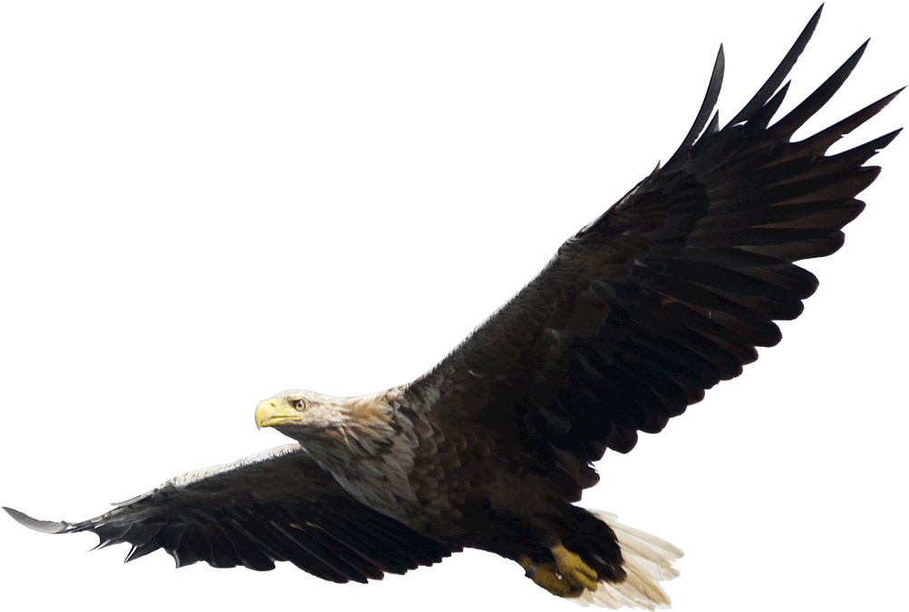 Flying Eagle White Background (1024x697)