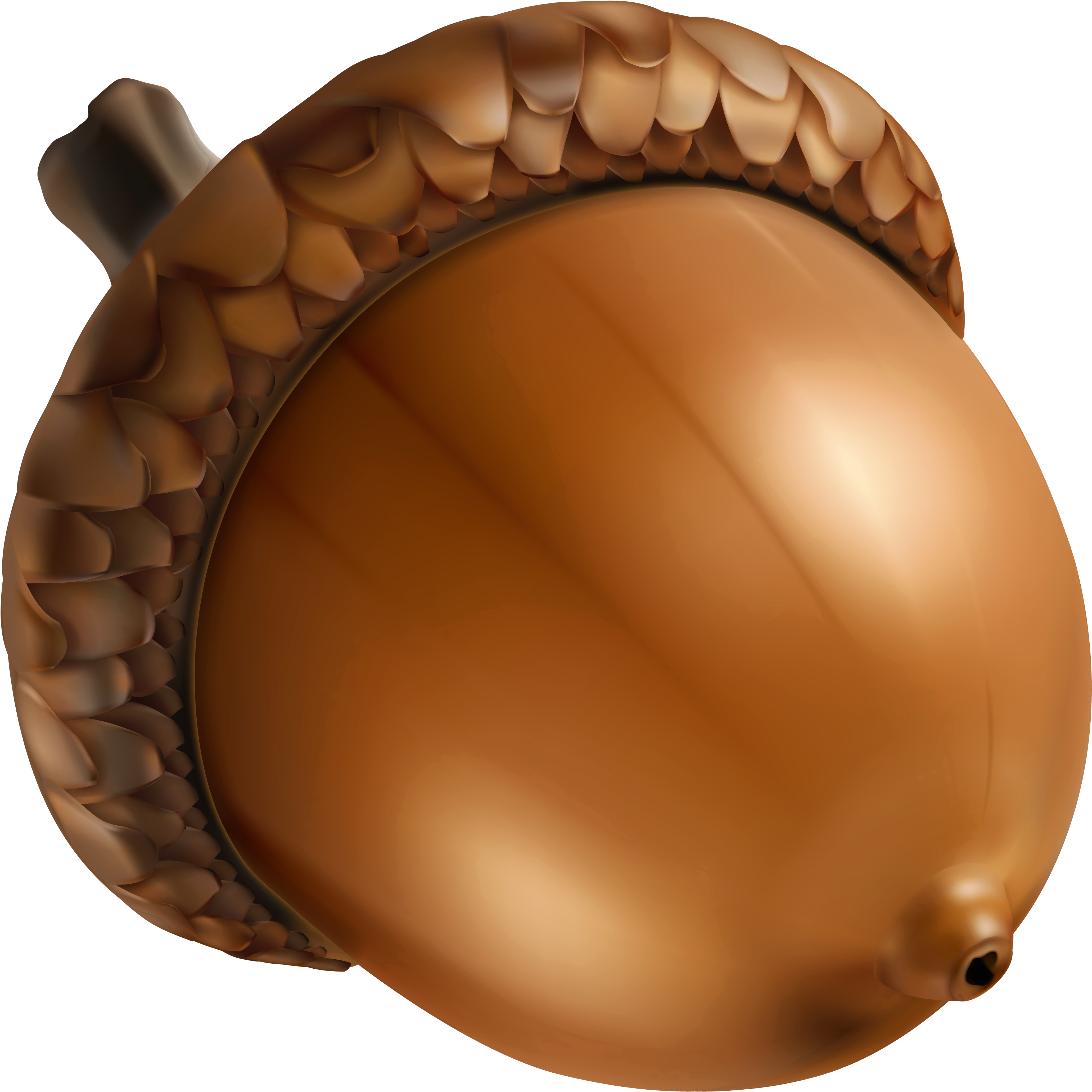 With Acorn Nut - Acorn Png (4580x4458)
