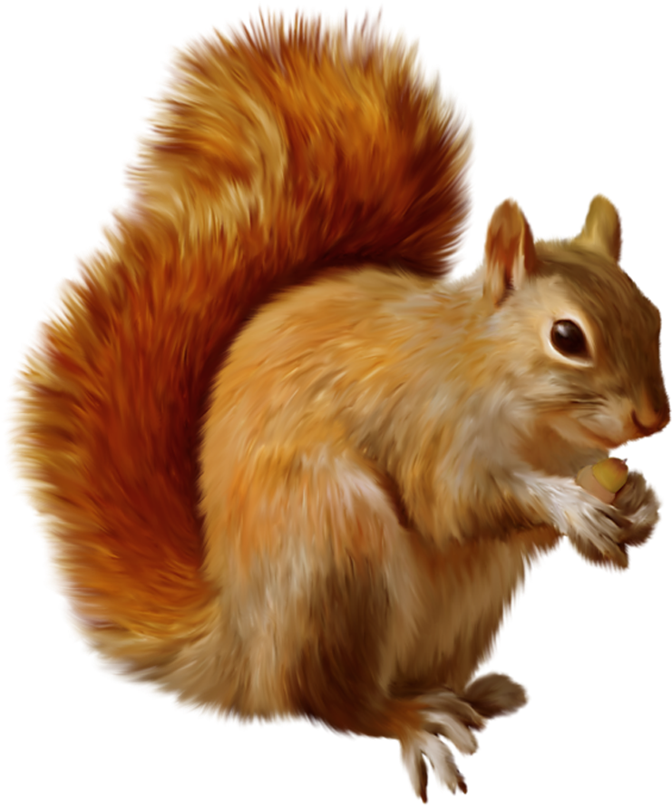 Red Squirrel Clipart Acorn - Squirrel Png (883x941)