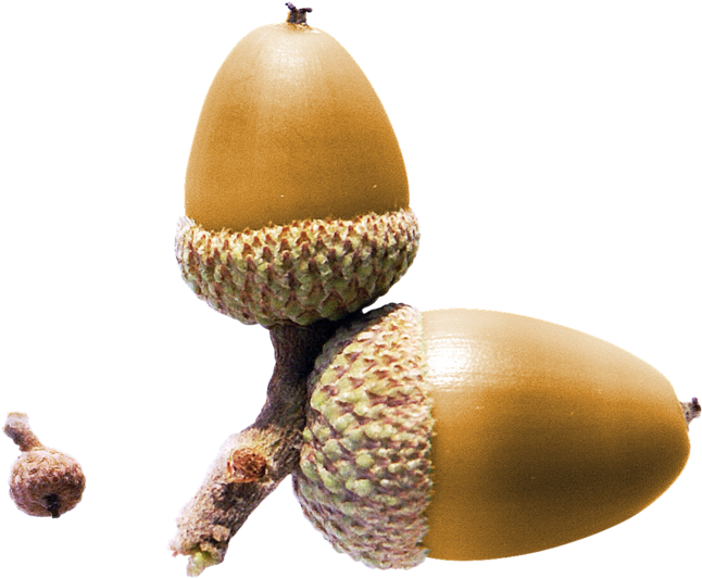 Acorn Nut Yellow Clip Art - Желуди Пнг (699x571)