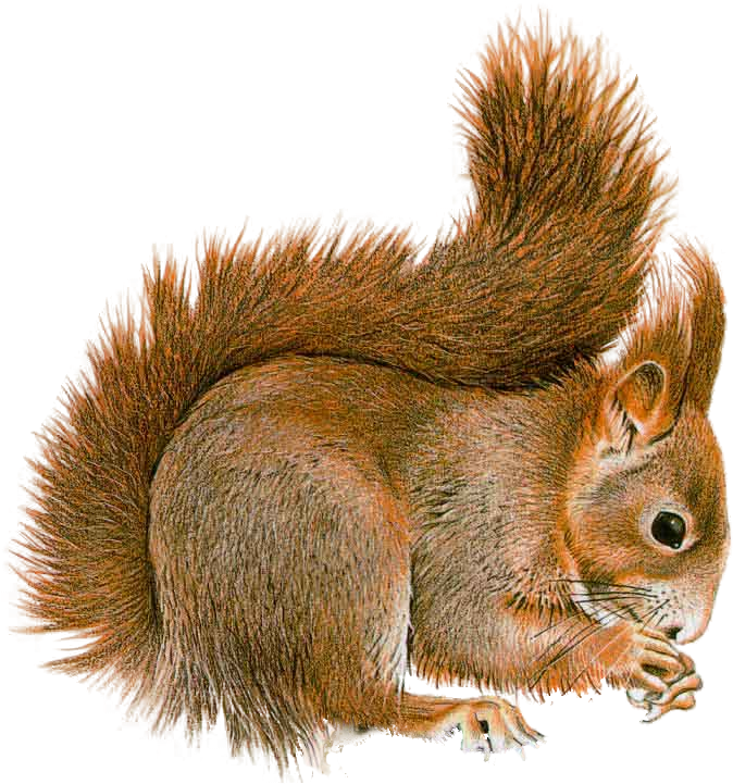 Squirrel Clipart Five - Squirrel Transparent (908x870)