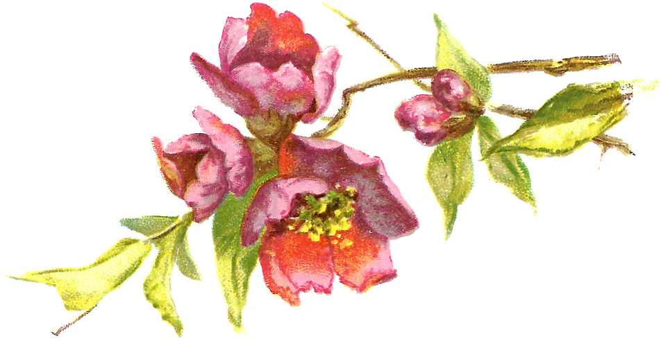 Antique Images Free Vintage Flower Clip Art Burgundy - Vintage Flower Clipart Purple (1003x561)