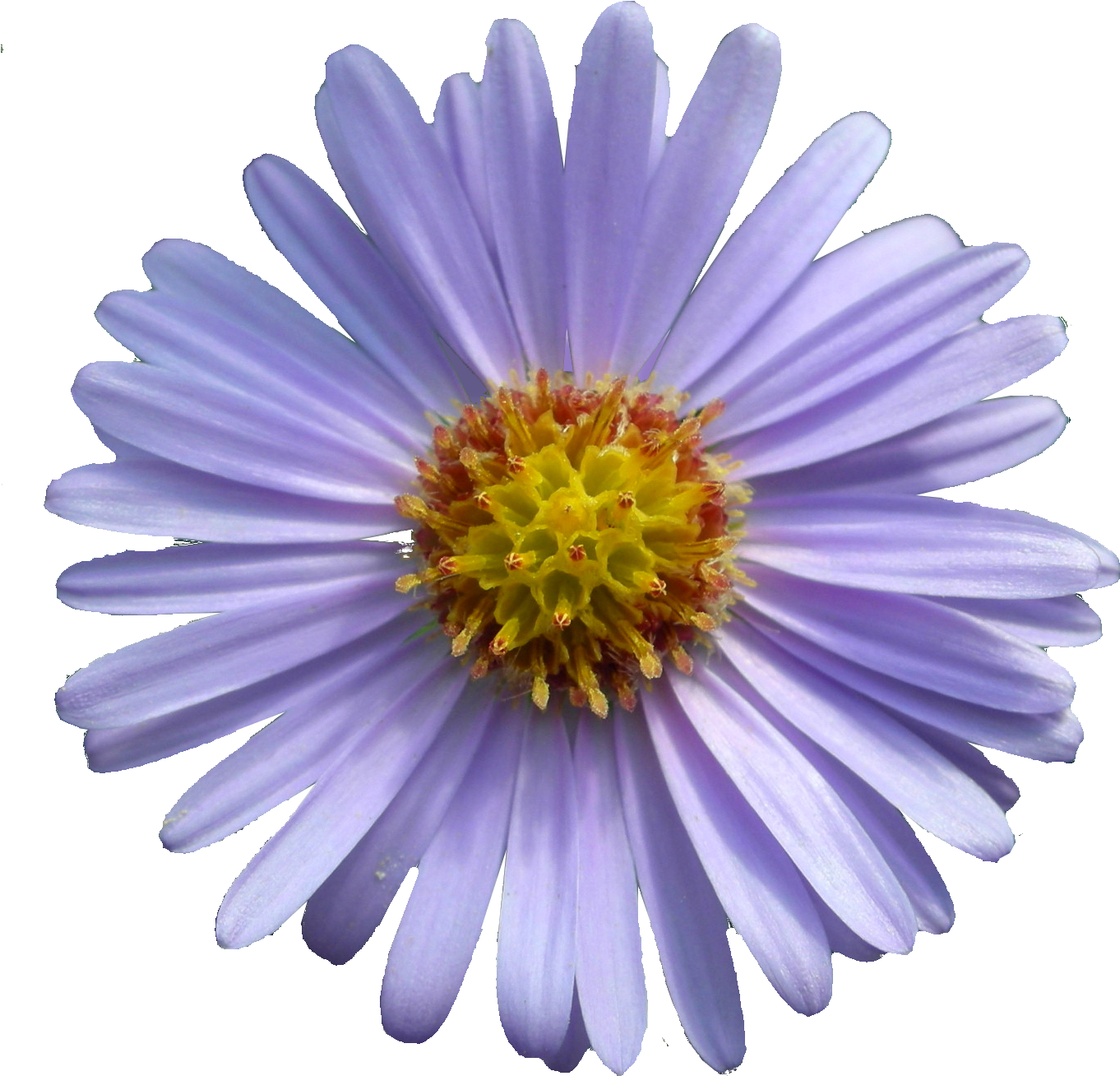 Aster Tataricus - Printable Mothers Day Cards (1413x1386)