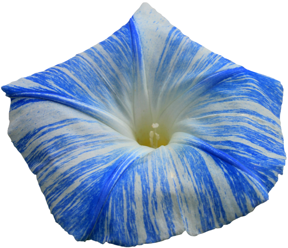 Great Flying Saucer Morning Glory Png By With Flying - Hd Morning Glory Flower Png (962x830)