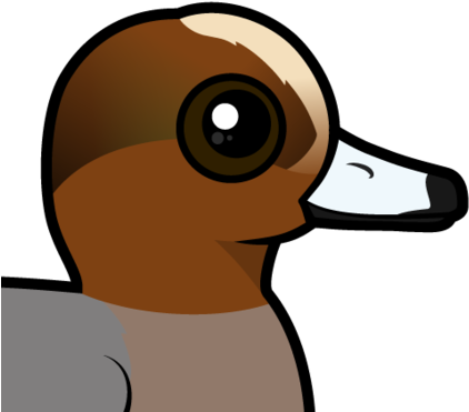 About The Eurasian Wigeon - About The Eurasian Wigeon (440x440)