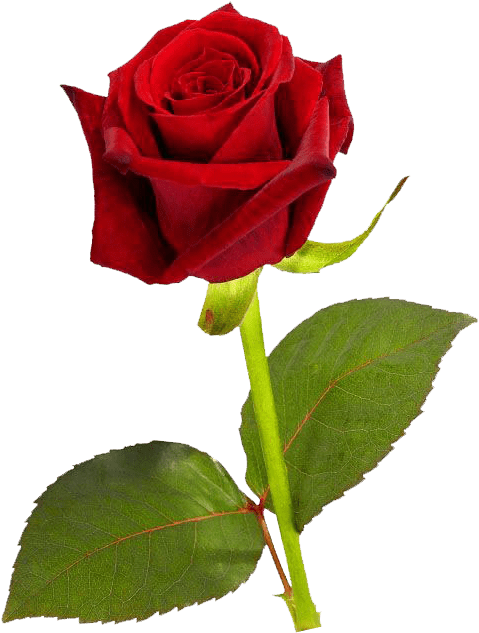 Single Red Rose Hd (501x734)