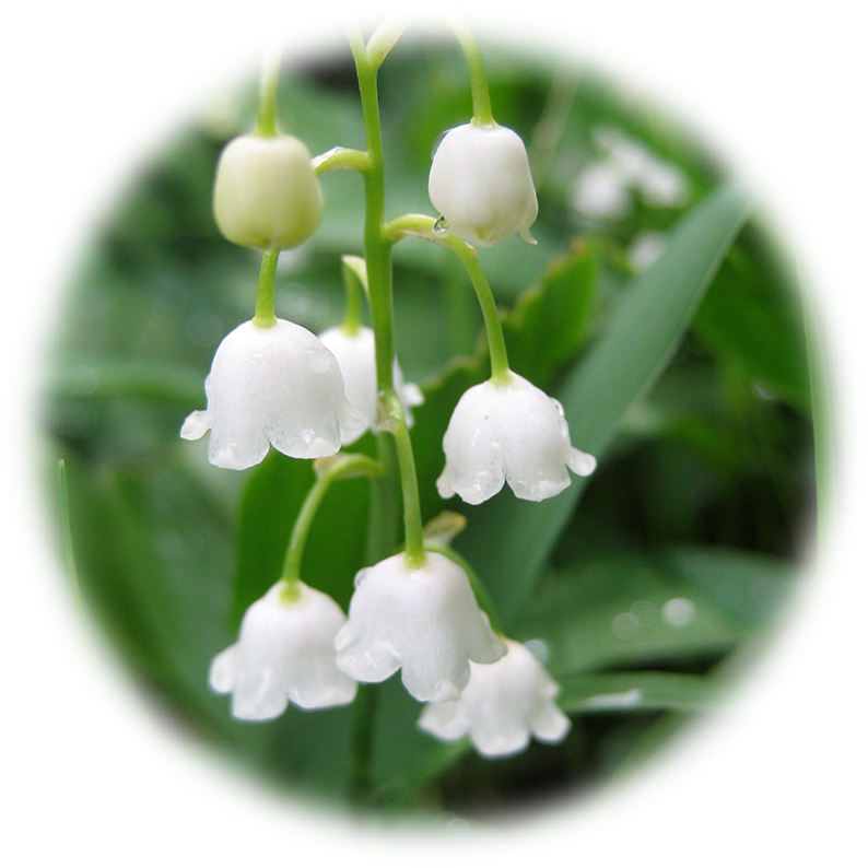 Lily Of The Valley Flower Drawing At Getdrawings - Lily Of The Valley Bouquet Png (833x833)