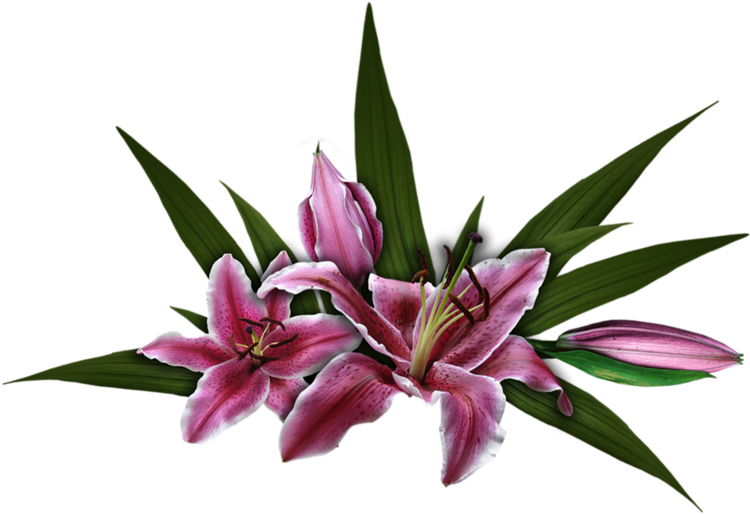 Cut Flowers Rose الرحمن Plant God - Lily (800x535)