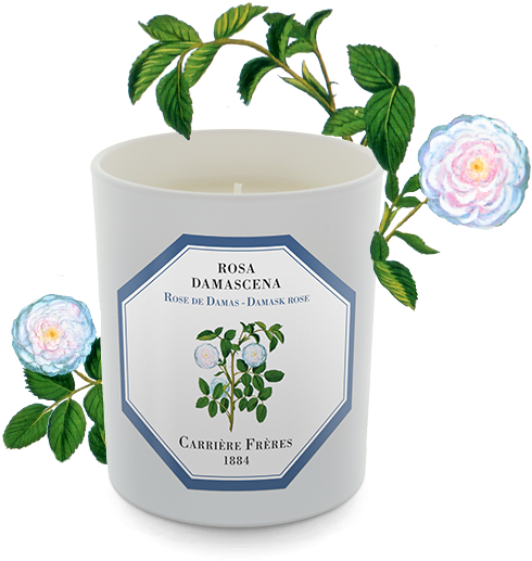 Damask Rose - Carriere Freres - Damask Rose (rosa Damascena) Candle (556x556)