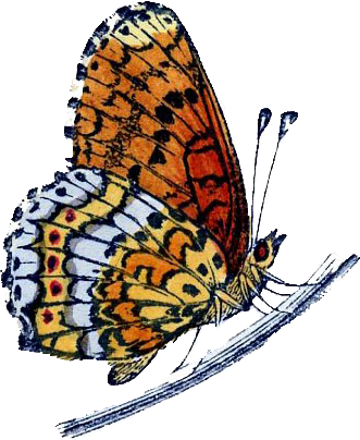 Start To Grow - Butterfly And Caterpillar Clip Art (331x404)