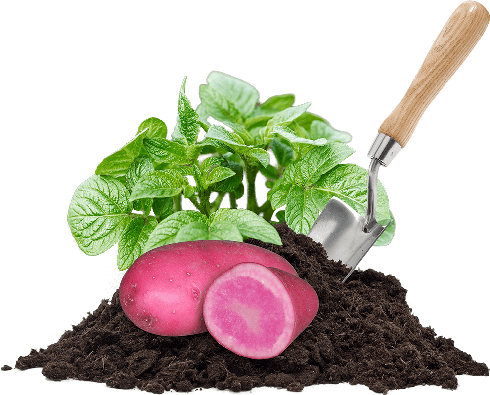 Seeds Clipart Soil Pile - Antibiotics (1000x817)