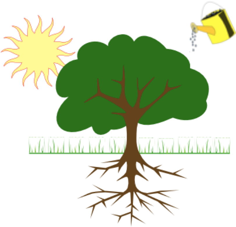 Diagram Showing Plant Growing From Water And Sunlight - Tree Clip Art (822x800)