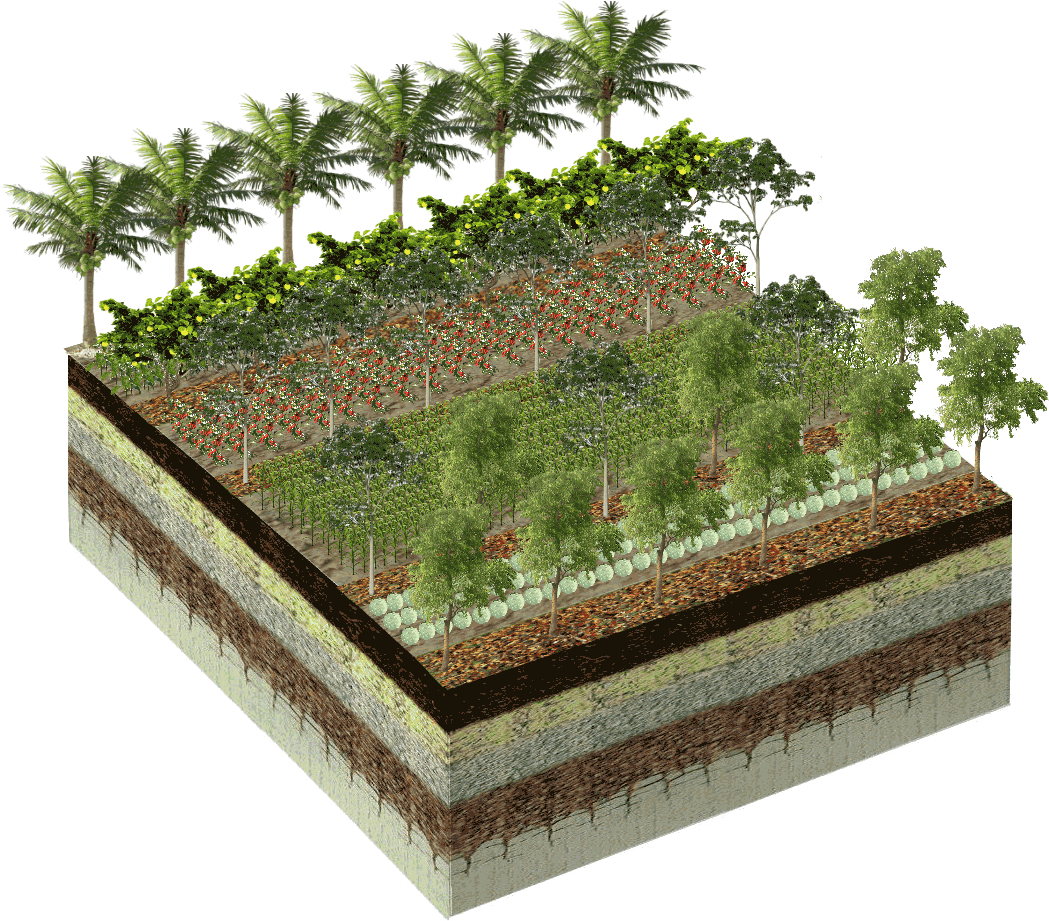 Soil Clipart Fertile Land - Palm Tree (1056x928)