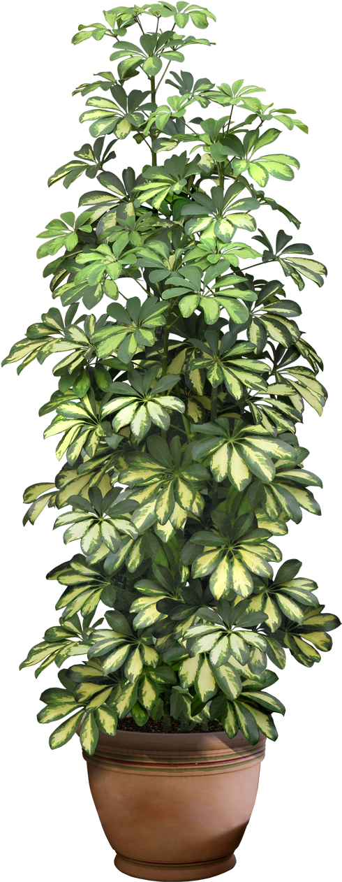 Plantas En Formato Png (560x1320)