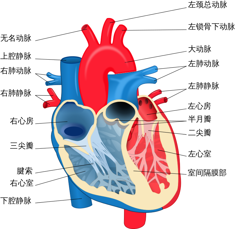 Heart Diagram Zh - Blue And Red Heart Diagram (824x768)