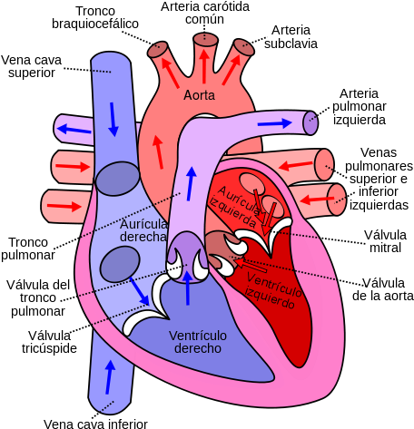 Diagram Of The Human Heart - Flow Of Blood Through The Heart (480x480)