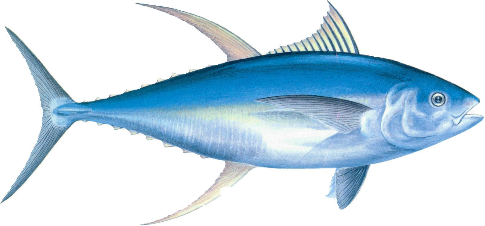Nutrition From Fish & Sea Food - Yellow Fin Tuna (1575x734)