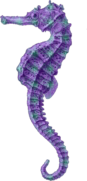 Detailed Drawing Of A Seahorse (322x650)