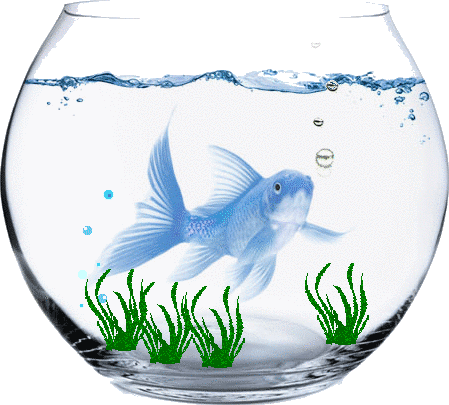 Josepinejackson Wallpaper Called Hello Liana - Aquarium (449x405)