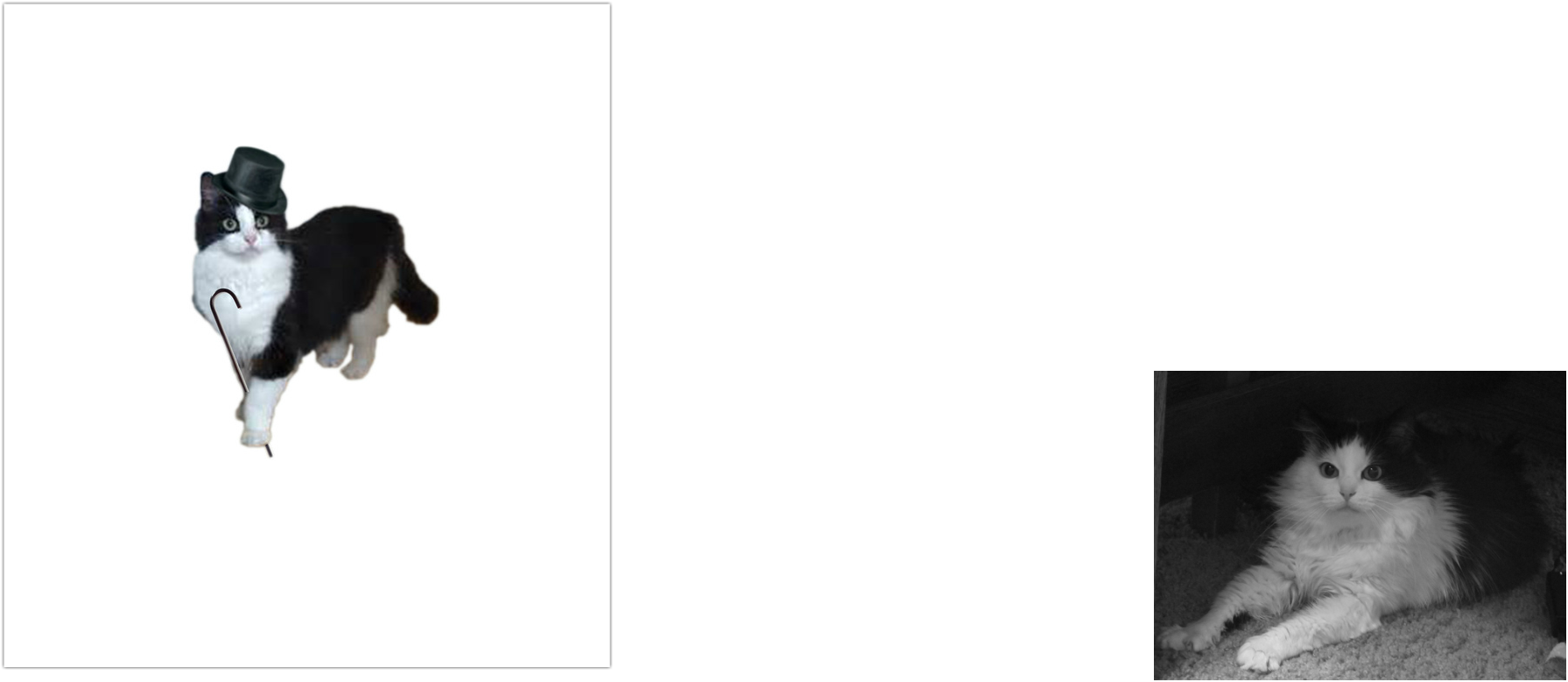 Picture - Border Collie (1791x778)