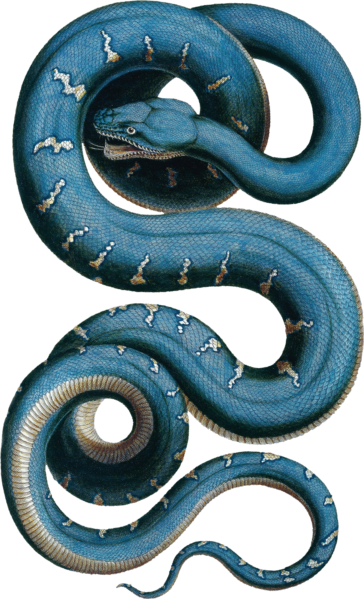 Tab 81, A Snake Illustration From Thesaurus Vol 2, - Vintage Snake (2304x2304)