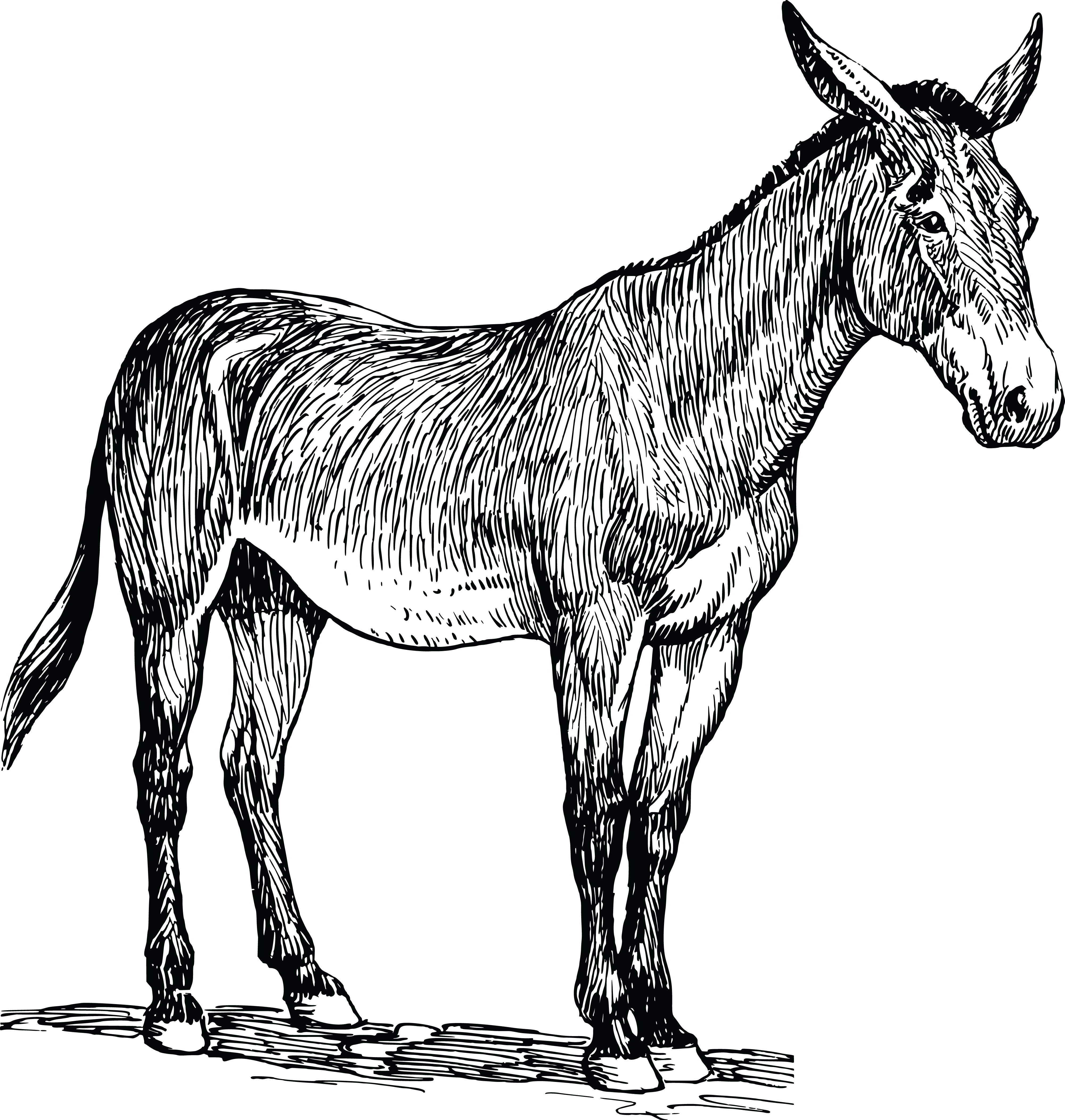 Free Clipart Of A Mule - Mule Clipart (4000x4204)