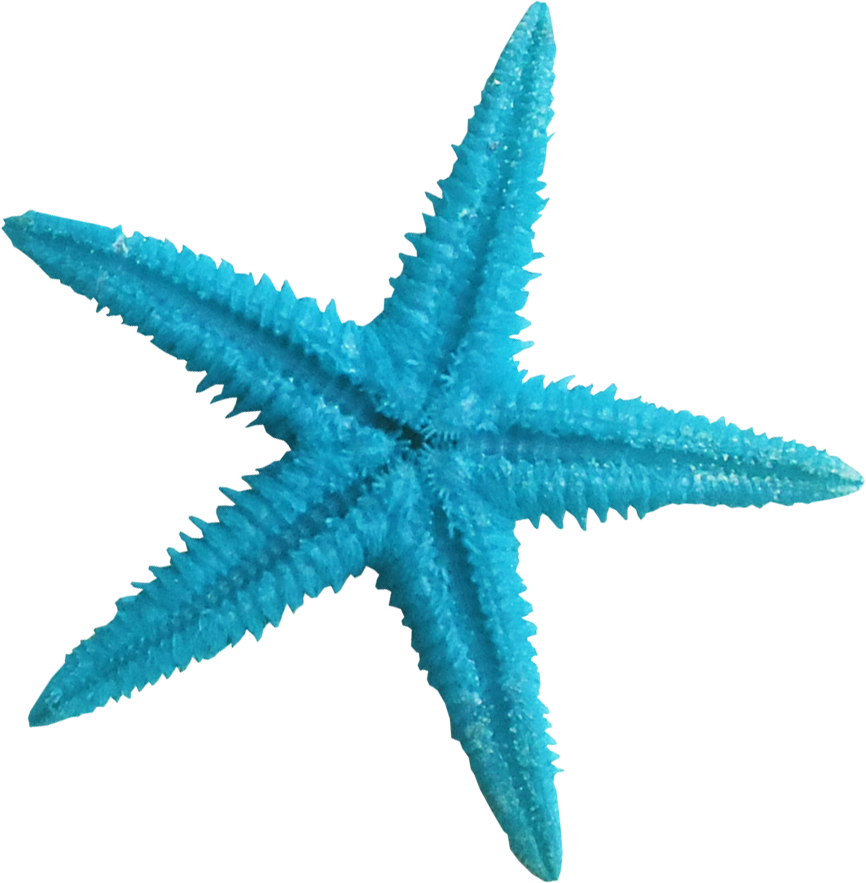Download and share clipart about Starfish Blue Color Clip Art - Transparent...