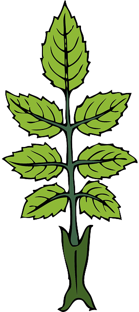 Green, Leaf, Rose, Branch, Tea, Wild, Leaves, Bush - Draw A Mint Plant (320x640)