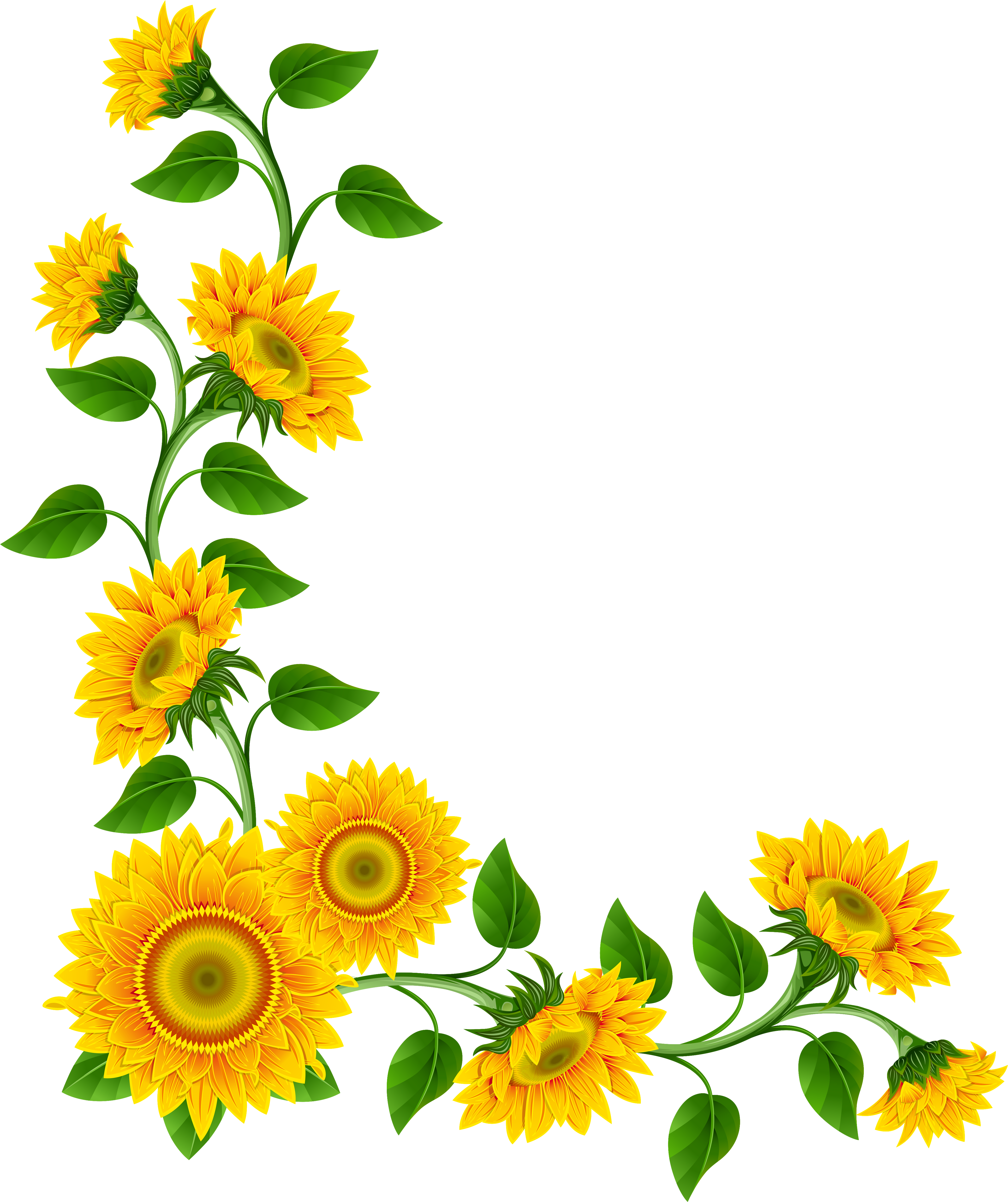 21 Best Free Sunflower Clipart Borders - Good Morning Suvichar Hindi (4316x5130)