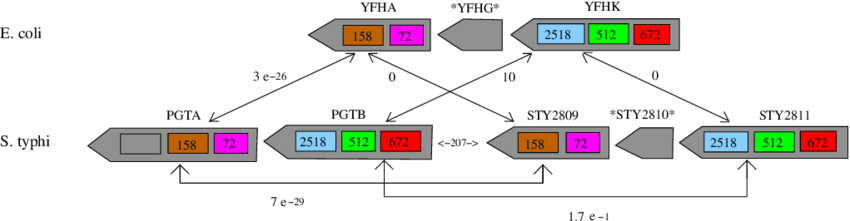 Part Of A Domain Team Obtained From The Two Bacteria - Screenshot (850x221)