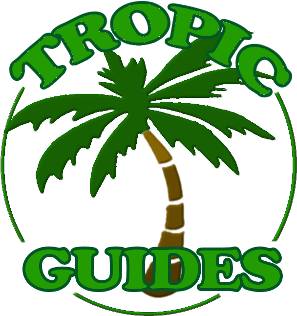 Your Guided Tours Where Reef Meets Rainforest - Palm Trees (700x700)