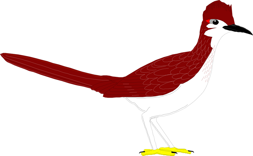 Roadrunner Clipart Bird - Road Runner Clip Art (960x591)