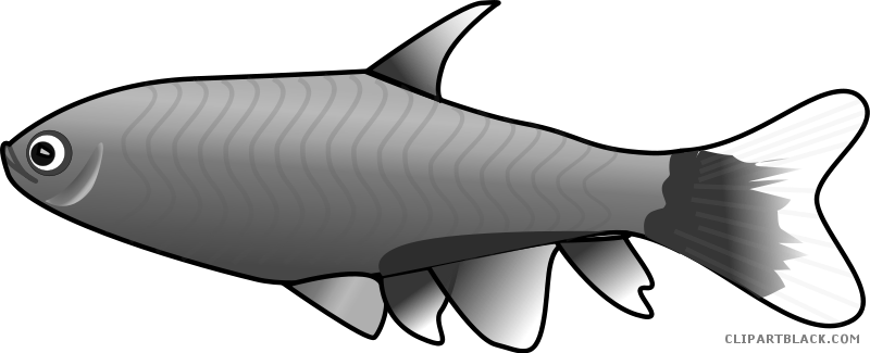 Fish Animal Free Black White Clipart Images Clipartblack - Bloodfin Fish Shower Curtain (800x325)