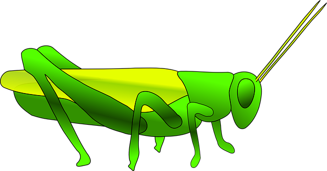 Grass Hopper Green Insect Grasshopper Jump - Cartoon Grasshopper (650x340)