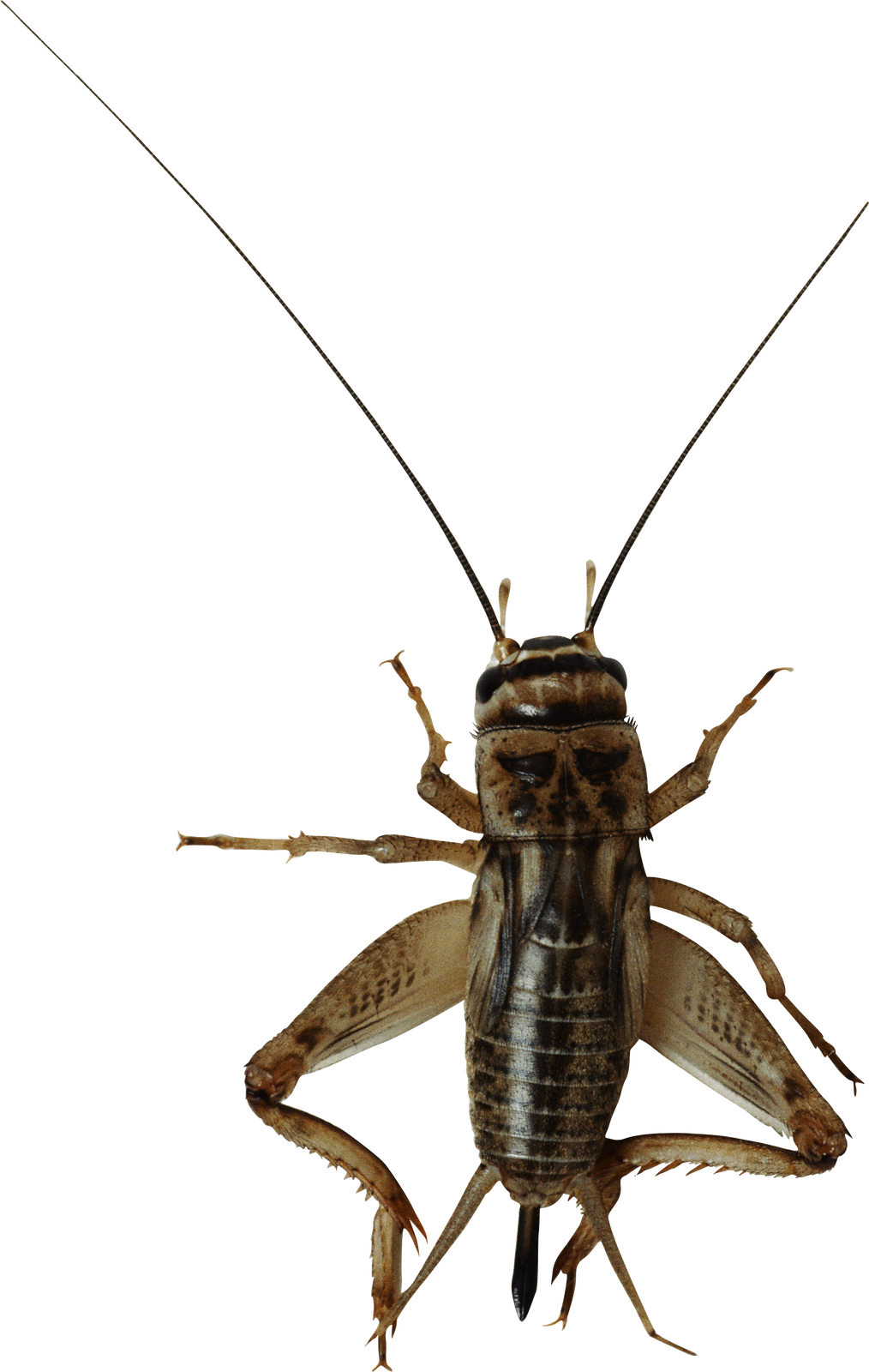 Look At Insects Clip Art - Eating Insects. Eating Insects As Food. Edible Insects (1014x1600)