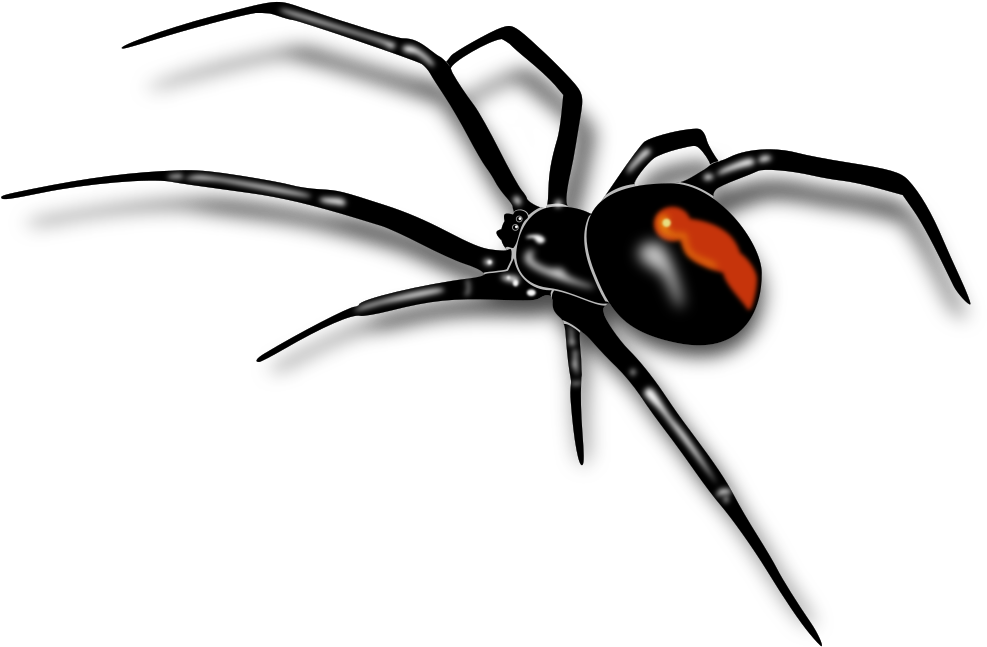 Clip Art Details - Australian Red Back Spider (1147x750)
