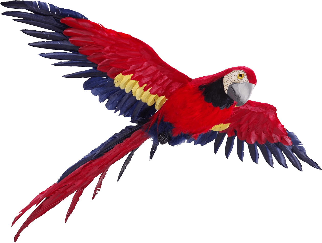 Flying Parrot Png (1260x1532)