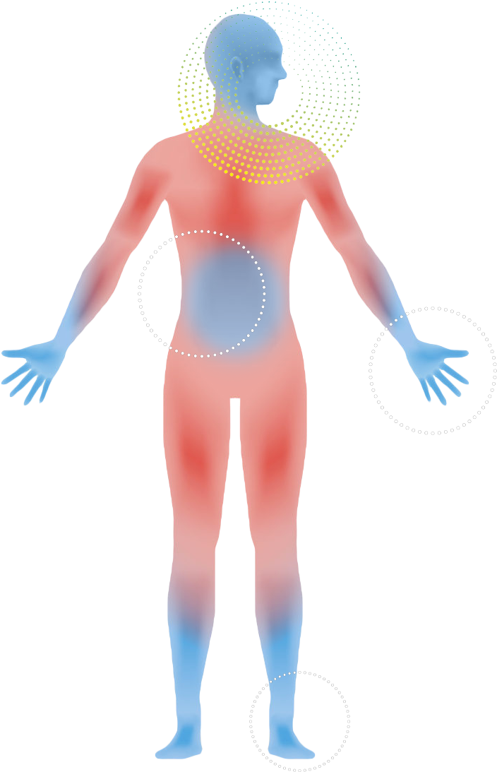How It Works Body Zones - Nervous System System In Human Body (800x1132)