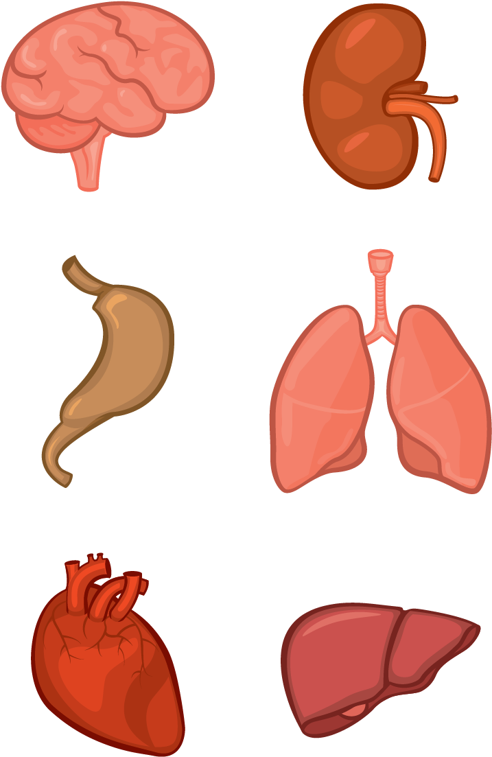 Organ System Human Body Anatomy Tissue - Png Clipart Organs (800x1133)