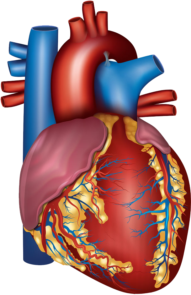 Blood Vessel Heart Circulatory System Artery Health - Sinus Rhythm (718x1000)