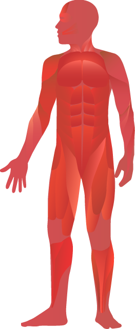 Joints And Muscles - Peritoneal Dialysis (263x642)