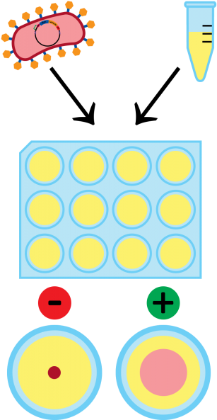 If The Goat Is Infected With Caev, Then The P28 Antibodies - Circle (327x600)