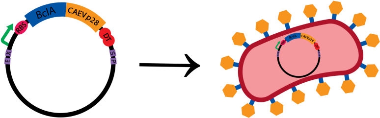 First, In The Lab, The Capsid Protein P28 Of Caev Is - Circle (800x400)