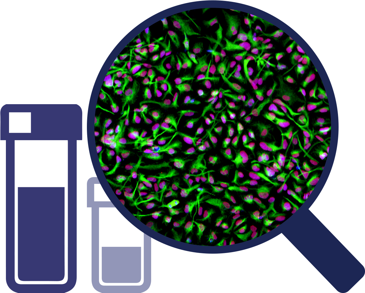 Neural Progenitor Cells - Circle (1197x945)