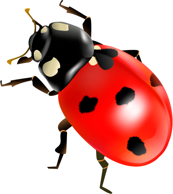 Coccinella Septempunctata Insect Clip Art - Божья Коровка Png (692x775)