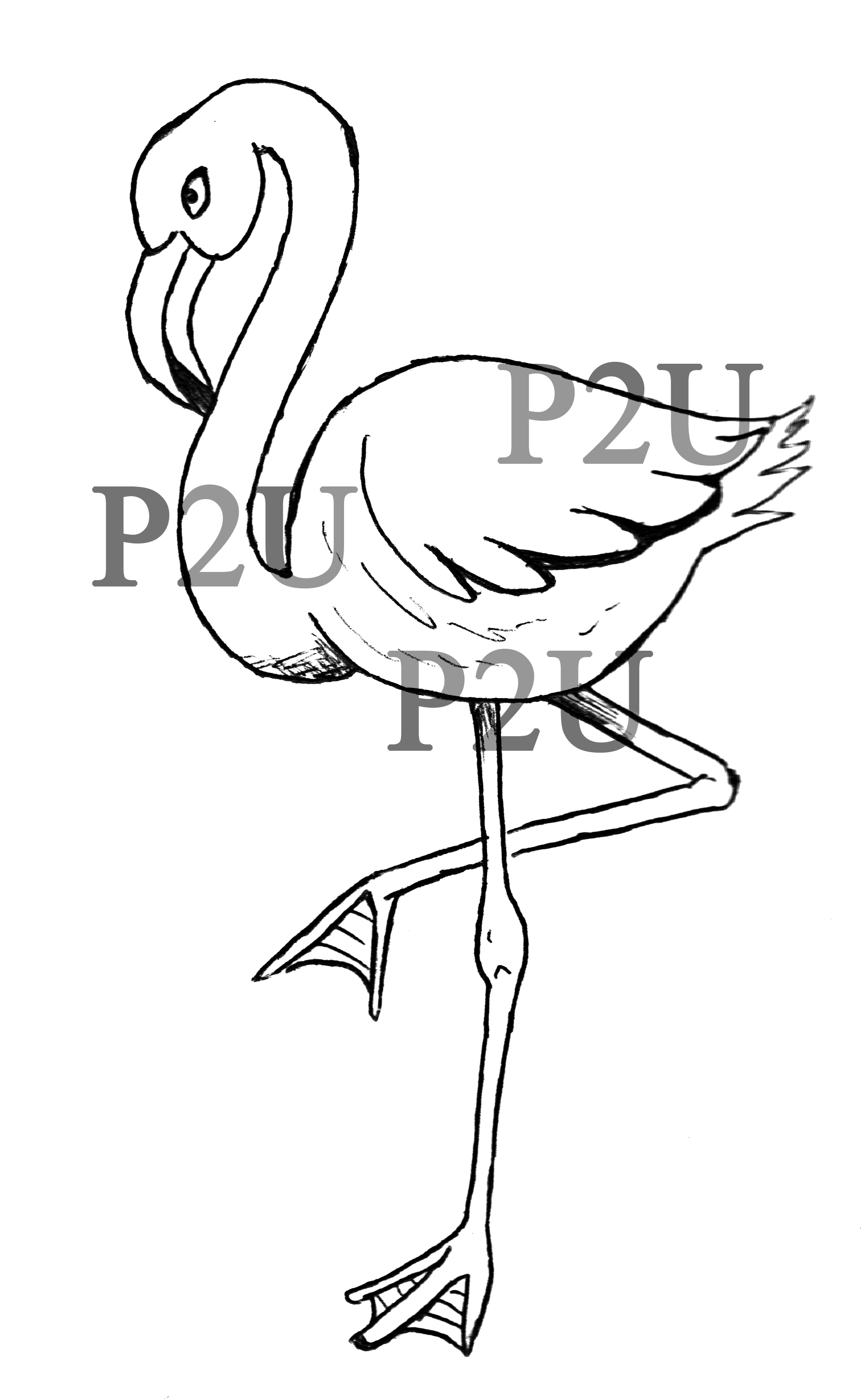 Line Art Drawing Cartoon Flamingo Clip Art - Flamingo Style Drawing (1790x2898)