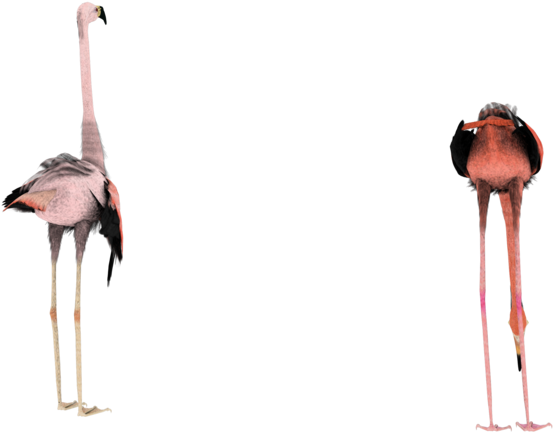 Silly Flamingo 3d Stock Png - Birds Images In Transfarant (600x480)