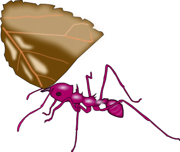 Ant Carrying A Leaf Vector Clip Art - New Jersey Institute Of Technology (600x506)
