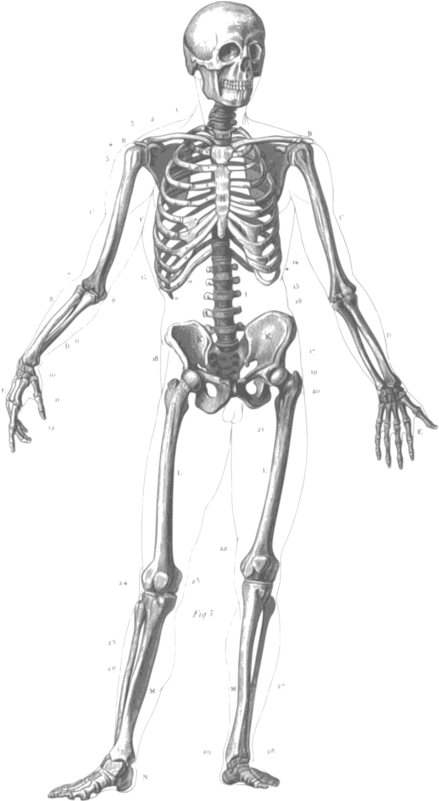 Free Skeleton Clipart Black And White Images Free Download - Many Bones Are In The Human Body (800x800)