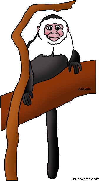 Capuchin Monkey Clip Art - Capuchin Monkey Clip Art (385x648)